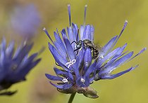 Biosphoto | 2484887 | Abeille des steppes (Nomioïdes minutissimus) mâle sur fleurs de Jasione (Jasione montana), Parc naturel régional des Vosges du Nord, France | &copy; Michel Rauch / Biosphoto