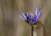 Biosphoto | 2089561 | Abeille des steppes (Nomioides minutissimus) sur fleur de Jasione des montagnes (Jasione montana), Parc naturel régional des Vosges du Nord, France | &copy; Michel Rauch / Biosphoto