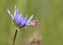 Biosphoto | 2089563 | Abeille des steppes (Nomioides minutissimus) sur fleur de Jasione des montagnes (Jasione montana), Parc naturel régional des Vosges du Nord, France | &copy; Michel Rauch / Biosphoto