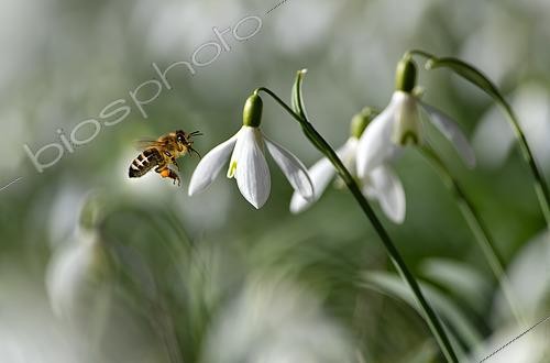 Biosphoto | 2598308 | Abeille domestique (Apis mellifera) allant sur les Perce-neiges (Galanthus nivalis) Parc naturel régional des Vosges du Nord, France | &copy; Michel Rauch / Biosphoto