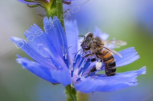 Biosphoto | 2605323 | Abeille domestique (Apis mellifera) couverte de pollen sur une fleur de Chicorée sauvage, Lorraine, France | &copy; Stéphane Vitzthum / Biosphoto