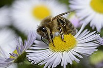 Biosphoto | 2093487 | Abeille domestique (Apis mellifera) sur Vergerette annuelle (Erigeron annuus), Parc naturel régional des Vosges du Nord, France | &copy; Michel Rauch / Biosphoto