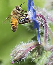 Biosphoto | 2410335 | Abeille domestique (Apis mellifera) sur bourrache (Borago officinalis), Parc naturel régional des Vosges du Nord, France | &copy; Michel Rauch / Biosphoto
