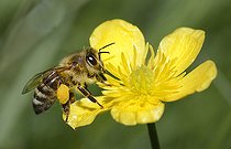 Biosphoto | 2074245 | Abeille domestique (Apis mellifera) sur bouton d'or, Parc naturel régional des Vosges du Nord, France | &copy; Michel Rauch / Biosphoto