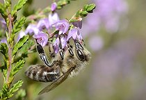 Biosphoto | 2051186 | Abeille domestique (Apis mellifera) sur Callune (Calluna vulgaris), 2015 09 08, Parc naturel régional des Vosges du Nord, France, classé Réserve mondiale de Biosphère par l'UNESCO, France | &copy; Michel Rauch / Biosphoto
