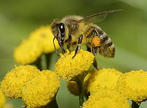 Biosphoto | 2093489 | Abeille domestique (Apis mellifera) sur Tanaisie commune (Tanacetum vulgare), Parc naturel régional des Vosges du Nord, France | &copy; Michel Rauch / Biosphoto