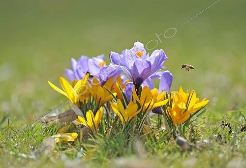 Biosphoto | 1496090 | Abeille et crocus au printemps | &copy; Michael Weber / imageBROKER / Biosphoto