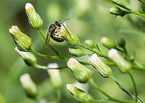 Biosphoto | 2445637 | Abeille Lasioglossum (Lasioglossum laticeps) mâle sur Vergerette du Canada (Erigeron canadensis), abeilles solitaires, Parc naturel régional des Vosges du Nord, France | &copy; Michel Rauch / Biosphoto