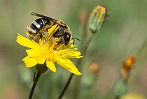 Biosphoto | 2445638 | Abeille Lasioglossum (Lasioglossum leucozonium) femelle sur Crépide (Crepis biennis), abeilles solitaires, Parc naturel régional des Vosges du Nord, France | &copy; Michel Rauch / Biosphoto