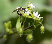 Biosphoto | 2444099 | Abeille lasioglossum (Lasioglossum malachurum) femelle sur Mouron des oiseaux (Stellaria media), abeilles solitaires, Parc naturel régional des Vosges du Nord, France | &copy; Michel Rauch / Biosphoto