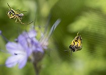 Biosphoto | 2408855 | Abeille lasioglossum (Lasioglossum marginatum) prise dans une toile d'araignée, abeilles solitaires, Parc naturel régional des Vosges du Nord, France | &copy; Michel Rauch / Biosphoto