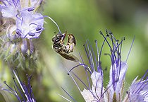 Biosphoto | 2408856 | Abeille lasioglossum (Lasioglossum marginatum) récoltant le pollen d'une fleur de Phacélie (Phacelia sp), abeilles solitaires, Parc naturel régional des Vosges du Nord, France | &copy; Michel Rauch / Biosphoto
