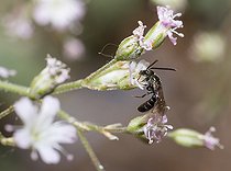 Biosphoto | 2445636 | Abeille Lasioglossum (Lasioglossum morio) mâle sur Gypsophile (Gypsophila sp), abeilles solitaires, Parc naturel régional des Vosges du Nord, France | &copy; Michel Rauch / Biosphoto
