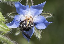 Biosphoto | 2410337 | Abeille Lasioglossum (Lasioglossum sexnotatum) sur bourrache (Borago officinalis), abeilles solitaires, Parc naturel régional des Vosges du Nord, France | &copy; Michel Rauch / Biosphoto