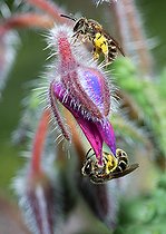 Biosphoto | 2444102 | Abeille lasioglossum (Lasioglossum sexstrigatum) femelle sur Bourrache officinale (Borago officinalis), abeilles solitaires, Parc naturel régional des Vosges du Nord, France | &copy; Michel Rauch / Biosphoto