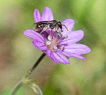 Biosphoto | 2445639 | Abeille Lasioglossum (Lasioglossum sp) sur Géranium (Geranium pyrenaicum), abeilles solitaires, Parc naturel régional des Vosges du Nord, France | &copy; Michel Rauch / Biosphoto