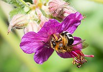 Biosphoto | 2444103 | Abeille lasioglossum (Lasioglossum xanthopus) femelle sur Géranium à grosc rhizome(Geranium macrorrhizum) abeilles solitaires Parc naturel régional des Vosges du Nord, France | &copy; Michel Rauch / Biosphoto