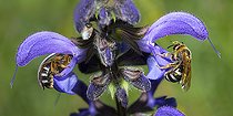 Biosphoto | 2464285 | Abeille lasioglossum (Lasioglossum xanthopus) femelles sur la sauge (Salvia pratensis) Parc naturel régional des Vosges du Nord, France | &copy; Michel Rauch / Biosphoto