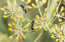 Biosphoto | 2448551 | Abeille masquée (Hylaeus hyalinatus) mâle en haut et femelle en bas, abeilles solitaires, Parc naturel régional des Vosges du Nord, France | &copy; Michel Rauch / Biosphoto