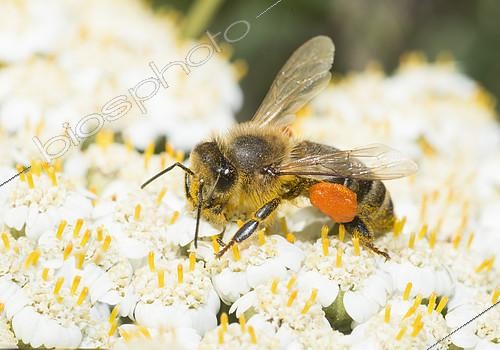 Biosphoto | 2411919 | Abeille mellifère (Apis mellifera) récoltant le pollen de l'achillée millefeuilles, Parc naturel régional des Vosges du Nord, France | &copy; Michel Rauch / Biosphoto