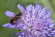 Biosphoto | 2410338 | Abeille nomade (Nomada fucata ) femelle sur Scabieuse, abeilles parasites, Parc naturel régional des Vosges du Nord, France | &copy; Michel Rauch / Biosphoto