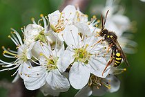 Biosphoto | 2444107 | Abeille nomade (Nomada fucata) femelle sur Prunellier (Prunus spinosa), abeilles solitaires, Parc naturel régional des Vosges du Nord, France | &copy; Michel Rauch / Biosphoto