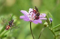 Biosphoto | 2445641 | Abeille nomade (Nomada guttulata) femelle sur Géranium (Geranium pyrenaicum), abeilles solitaires, Parc naturel régional des Vosges du Nord, france | &copy; Michel Rauch / Biosphoto