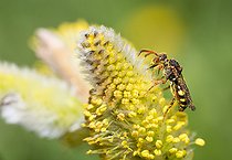 Biosphoto | 2444109 | Abeille nomade (Nomada leucophthalma) femelle butinant un chaton de Saule marsault (Salix caprea), abeilles solitaires, Parc naturel régional des Vosges du Nord, France | &copy; Michel Rauch / Biosphoto