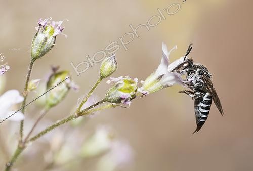 Biosphoto | 2568812 | Abeille parasite (Coelioxys echinata) femelle sur gypsophile, Parc naturel régional des Vosges du Nord, France | &copy; Michel Rauch / Biosphoto