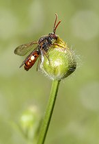 Biosphoto | 2074253 | Abeille parasite (Nomada striata) se nettoyant les ailes, Parc naturel régional des Vosges du Nord, France | &copy; Michel Rauch / Biosphoto