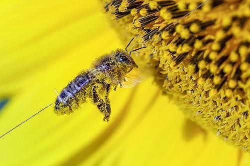 Biosphoto | 2172534 | Abeille sauvage butinant des fleurs de tournesol, Bugey, France | &copy; Jean-Philippe Delobelle / Biosphoto