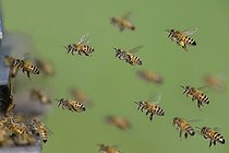 Biosphoto | 2069459 | Abeilles à miel (Apis mellifera) arrivant à la ruche, Parc naturel régional des Vosges du Nord, France | &copy; Michel Rauch / Biosphoto