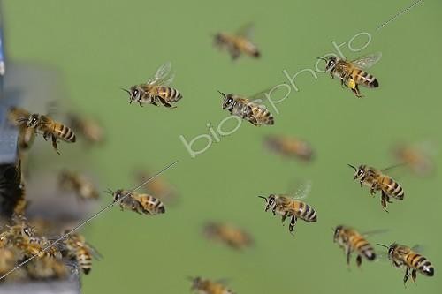 Biosphoto | 2069459 | Abeilles à miel (Apis mellifera) arrivant à la ruche, Parc naturel régional des Vosges du Nord, France | &copy; Michel Rauch / Biosphoto