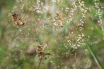 Biosphoto | 2453737 | Abeilles à miel (Apis mellifera) butinant les inflorescences de pâturin des bois (Poa nemoralis), Parc naturel régional des Vosges du Nord, France | &copy; Michel Rauch / Biosphoto