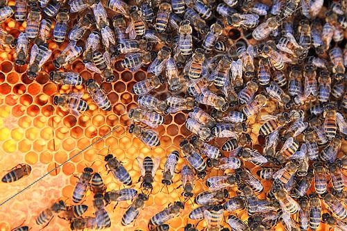 Biosphoto | 2423320 | Abeilles à miel (Apis mellifera) sur des cellules de pollen | &copy; Eric Guilloret / Biosphoto