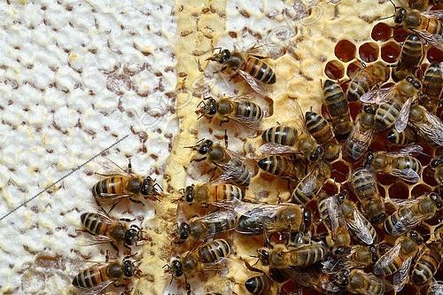 Biosphoto | 2455362 | Abeilles de race Buckfast se nourrissant de miel de châtaignier dans les alvéoles non operculées, Lacarry, La Soule, Pays Basque, France | &copy; Georges Lopez / Biosphoto