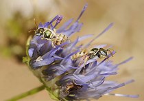 Biosphoto | 2089557 | Abeilles des steppes (Nomioides minutissimus) sur fleur de Jasione des montagnes (Jasione montana), Parc naturel régional des Vosges du Nord, France | &copy; Michel Rauch / Biosphoto