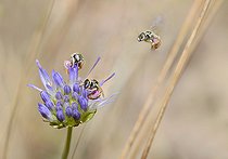 Biosphoto | 2089559 | Abeilles des steppes (Nomioides minutissimus) sur fleur de Jasione des montagnes (Jasione montana), Parc naturel régional des Vosges du Nord, France | &copy; Michel Rauch / Biosphoto