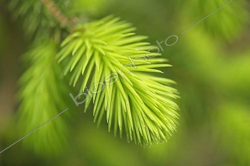 Biosphoto | 937196 | Abies - variety not identified, Fir | &copy; Tony Howell / Flowerphotos / Biosphoto
