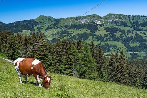 Biosphoto | 2617991 | Abondance cow grazing, near the Pont de Nant, around Gryons, Vaud, Alps, Switzerland. | &copy; Stéphane Vitzthum / Biosphoto