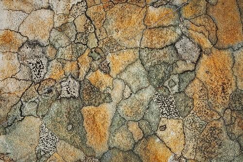 Biosphoto | 1854209 | Abstract view of a lichen mosaic growing on a rock | &copy; Richard Winn / imageBROKER / Biosphoto
