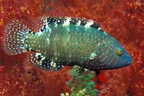 Biosphoto | 981025 | Abudjubbes Wrasse, Ras Mohammed, Sinai, Red Sea, Egypt | &copy; Borut Furlan / WaterFrame / Biosphoto