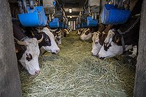 Biosphoto | 2561140 | Abundance cows eating hay in a barn to make reblochon with the milk, La Clusaz, Haute-Savoie, France | &copy; Antoine Boureau / Biosphoto