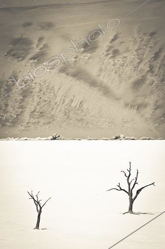 Biosphoto | 1993752 | Acacia dead and dune  - Dead Vlei Namibia Namib-Naukluft | &copy; Anne Claire Monna / Biosphoto