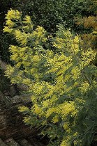 Biosphoto | 444679 | ACACIA DEALBATA | &copy; DIGIT images / Biosphoto