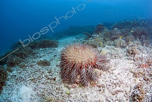 Biosphoto | 2444477 | Acanthaster pourpre (Acanthaster planci) sur corail mort. Heron Island. Queesland. Australie. Pacifique. | &copy; Jean-Michel Mille / Biosphoto