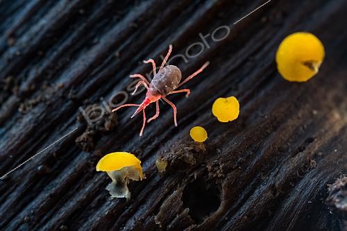 Biosphoto | 2621123 | Acarien (Bdellidae sp), acarien du sol, microfaune du sol = pédofaune, faune du bois mort et du sol, Bouxières aux dames, Lorraine, France | &copy; Stéphane Vitzthum / Biosphoto