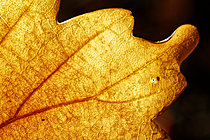 Biosphoto | 2621189 | Acarien oribate du sol sur une feuille morte éclairée en contre-jour, Rhône, France | &copy; Philippe Lebeaux / Biosphoto