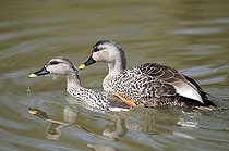 Biosphoto | 1252574 | Accouplement de Canards à bec tachetés sur l'eau | &copy; Thierry Van Baelinghem / Biosphoto