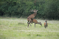 Biosphoto | 2610048 | Accouplement de cerf élaphe (Cervus elaphus) position dite de la 